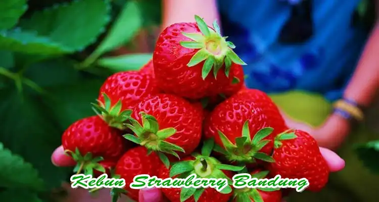 Kebun Starwberry Bandung