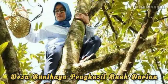 Desa Bunihayu sebagai penghasil durian