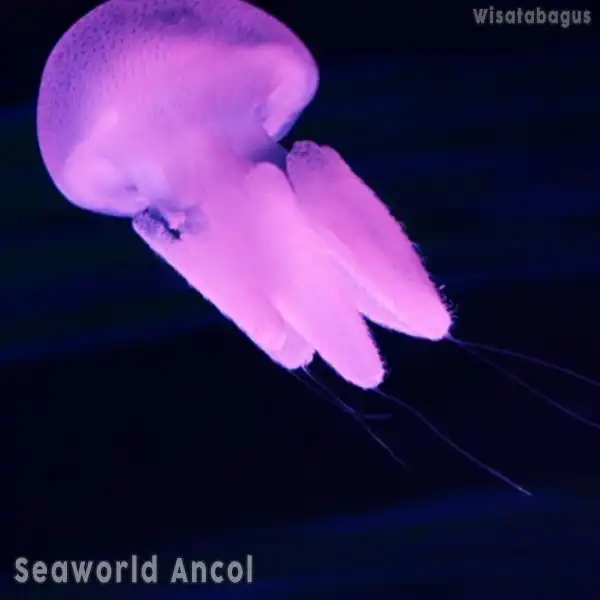 promo-seaworld-ancol