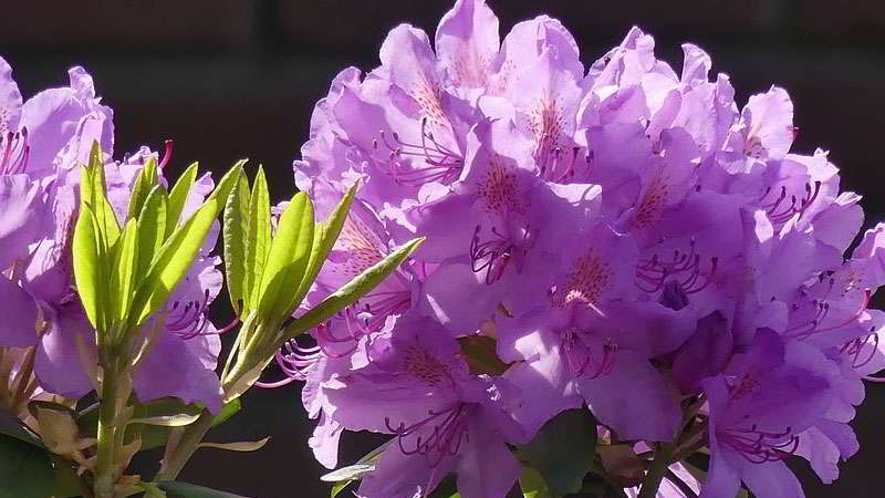 kebun-raya-cibodas-Taman-Rhododendron