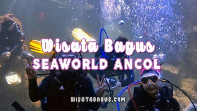 Harga Tiket SeaWorld Ancol Wisatabagus com Blog Tentang Tempat Wisata Indonesia 