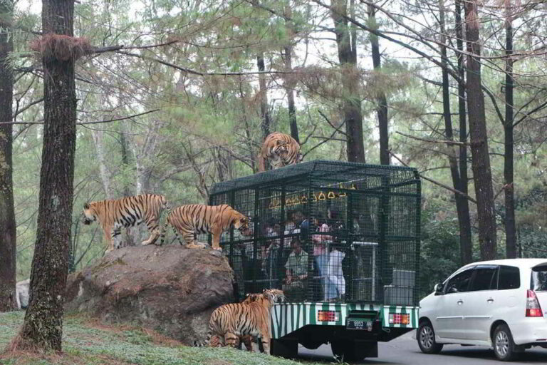 ke taman safari prigen tidak bawa mobil pribadi