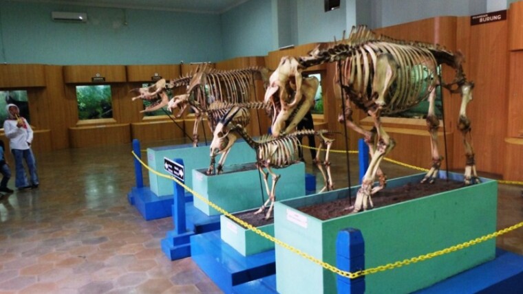 Museum Zoologi